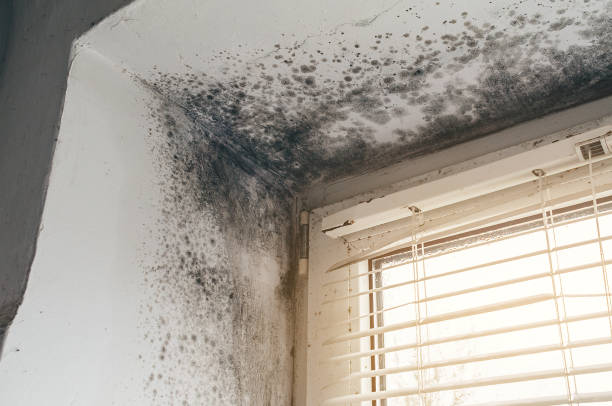 Affordable Mold Remediation solutions in Monmouth Junction, NJ